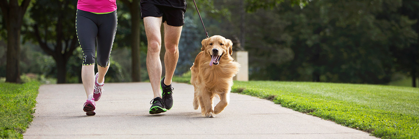 DogWatch of the Maine Lakes Region, Sebago, Maine | Electronic Dog Training Collars Footer Image Image