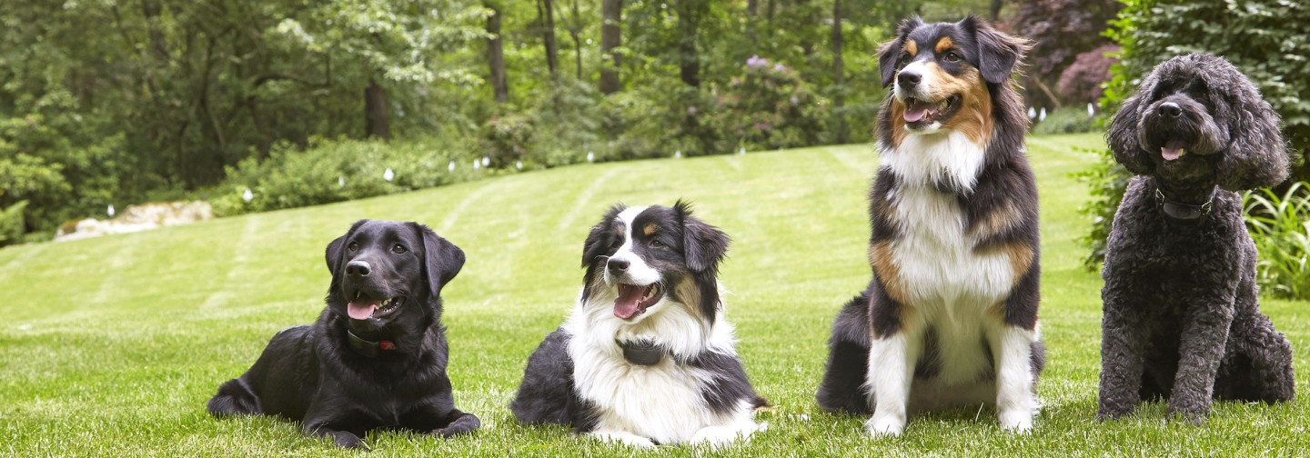 DogWatch of the Maine Lakes Region, Sebago, Maine | Support Footer Image Image