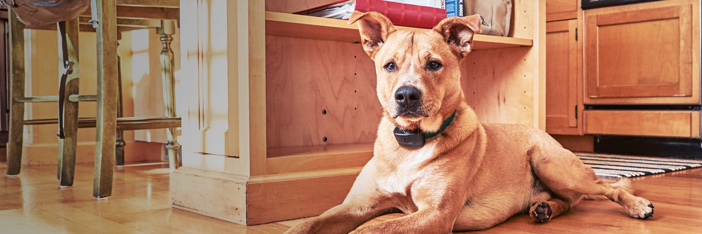 DogWatch of the Maine Lakes Region, Sebago, Maine | Indoor Pet Fences Slider Image